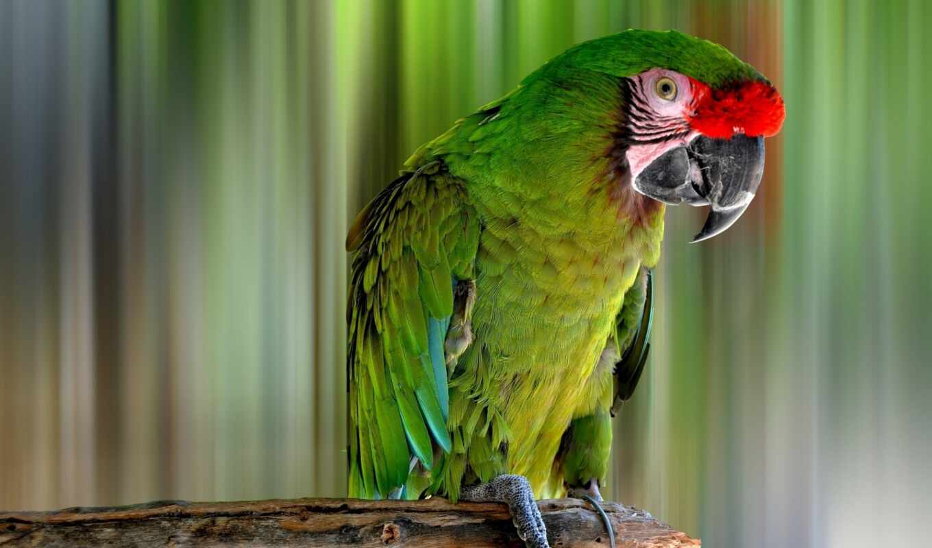 view, free, colorful, green, big, bird, a parrot, beak, macaw, scare, kartinika