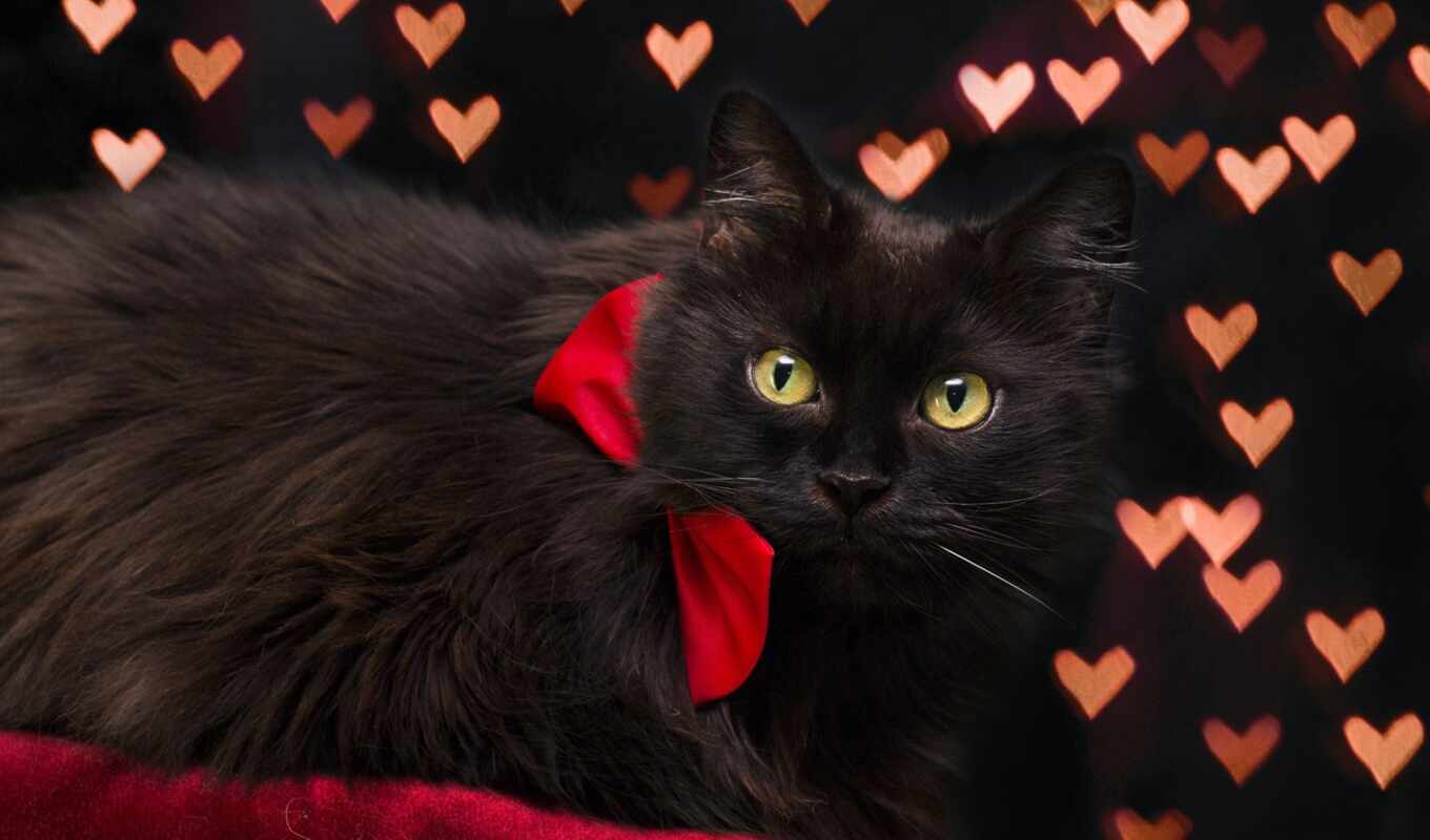 black, кот, christmas