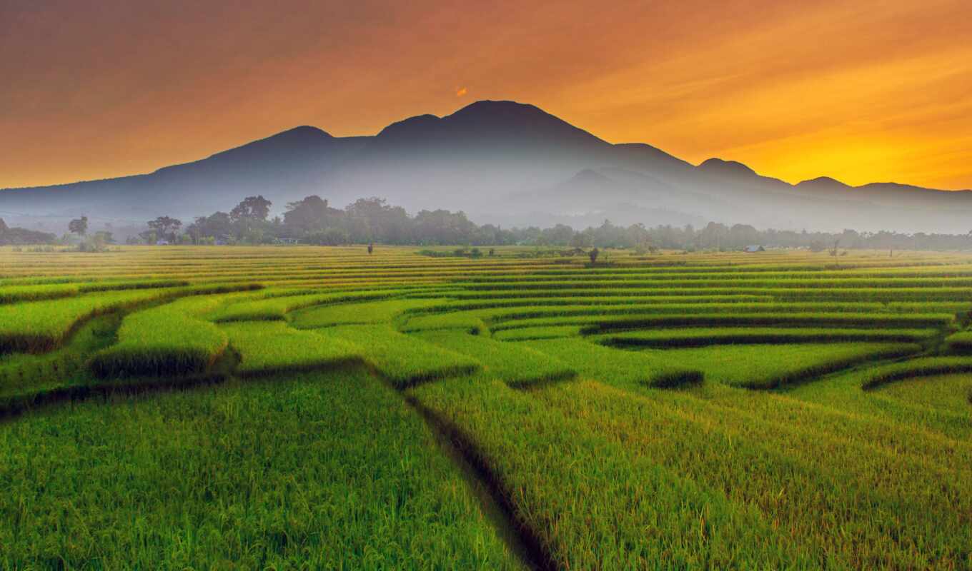 field, rice, paddy