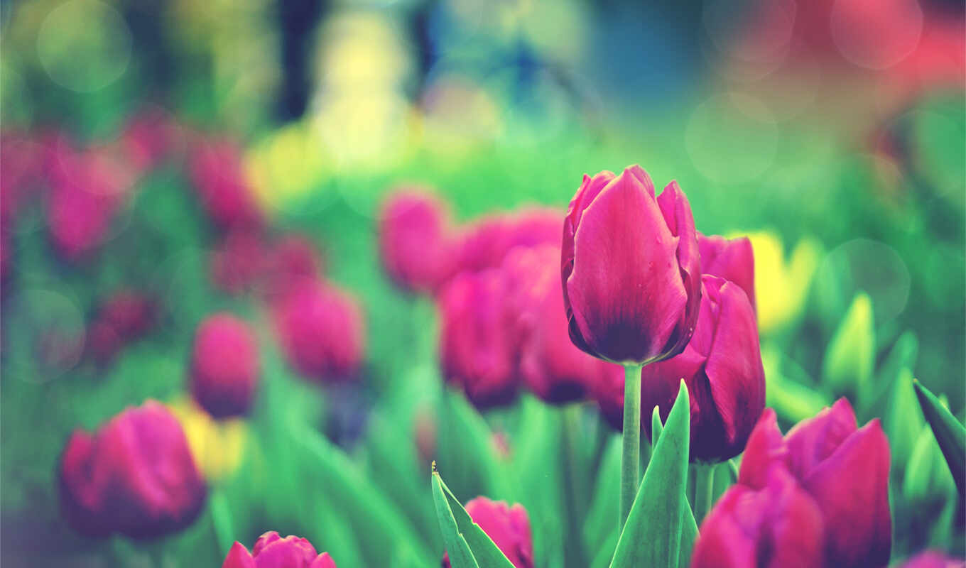 garden, тюльпан