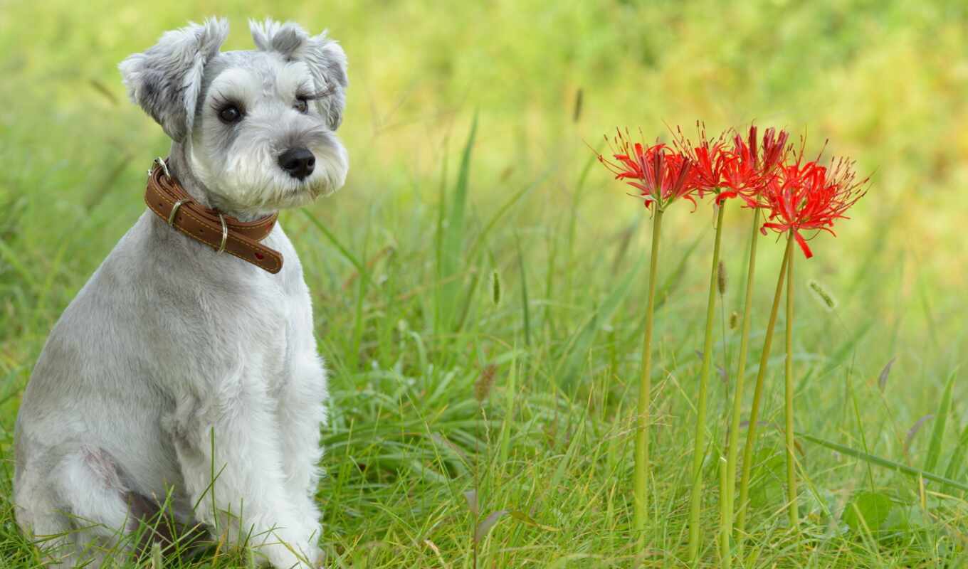 цветы, собака, stoloboi