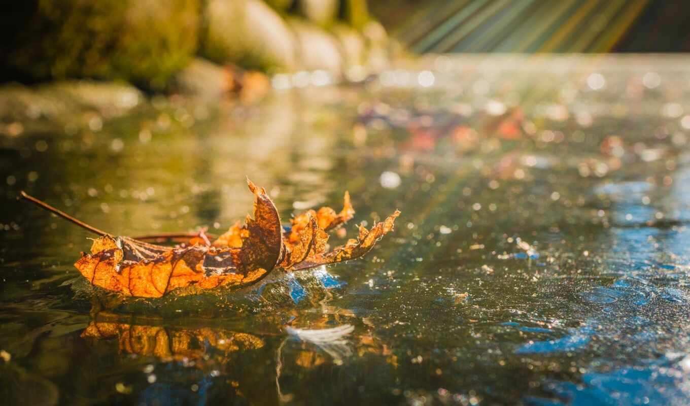 nature, light, ice, autumn, cold, leaf