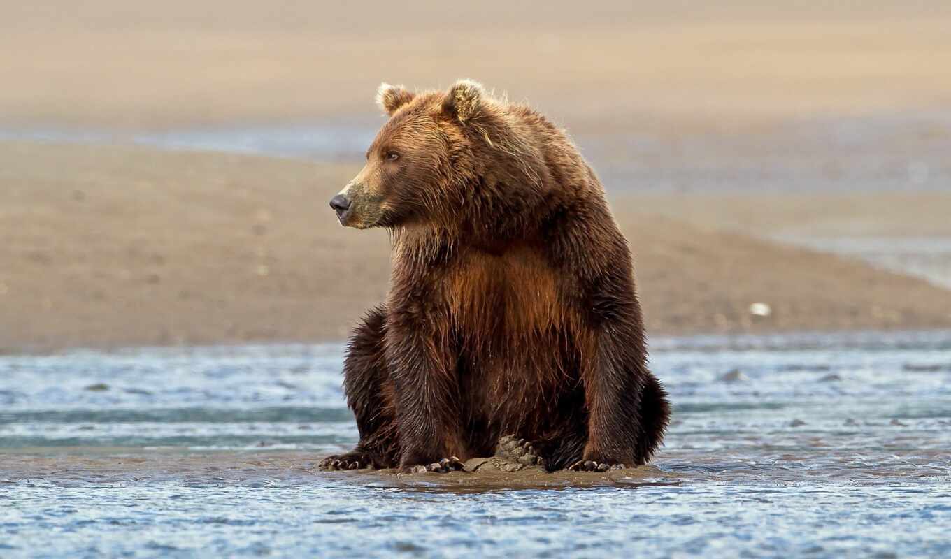 high, water, big, brown, bear, png, sit, grizzly