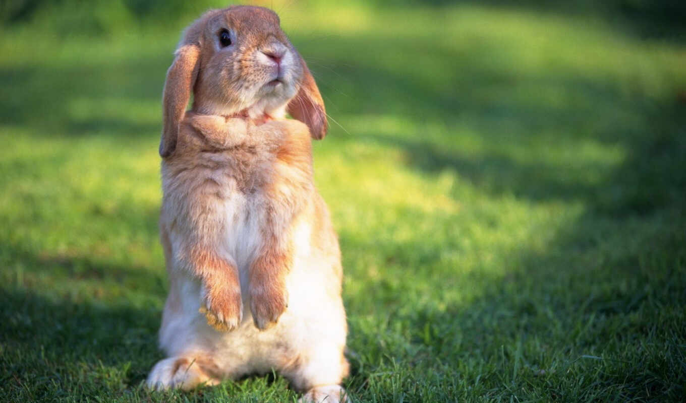cute, rabbit, hare, funny, leg, point, bunny, alive, myself