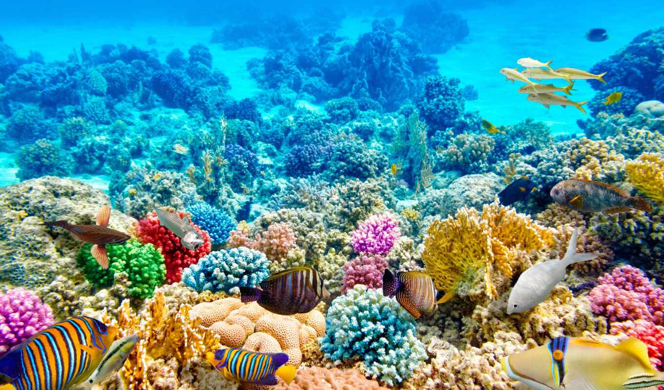 picture, charm, animal, fish, reef, coral, egyptian, photo wallpapers, elya