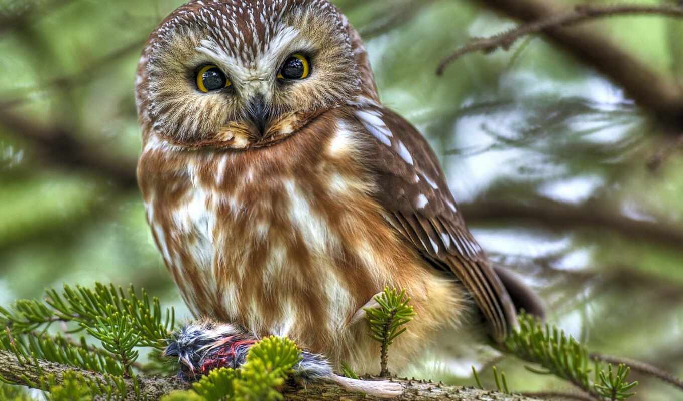 owl, little