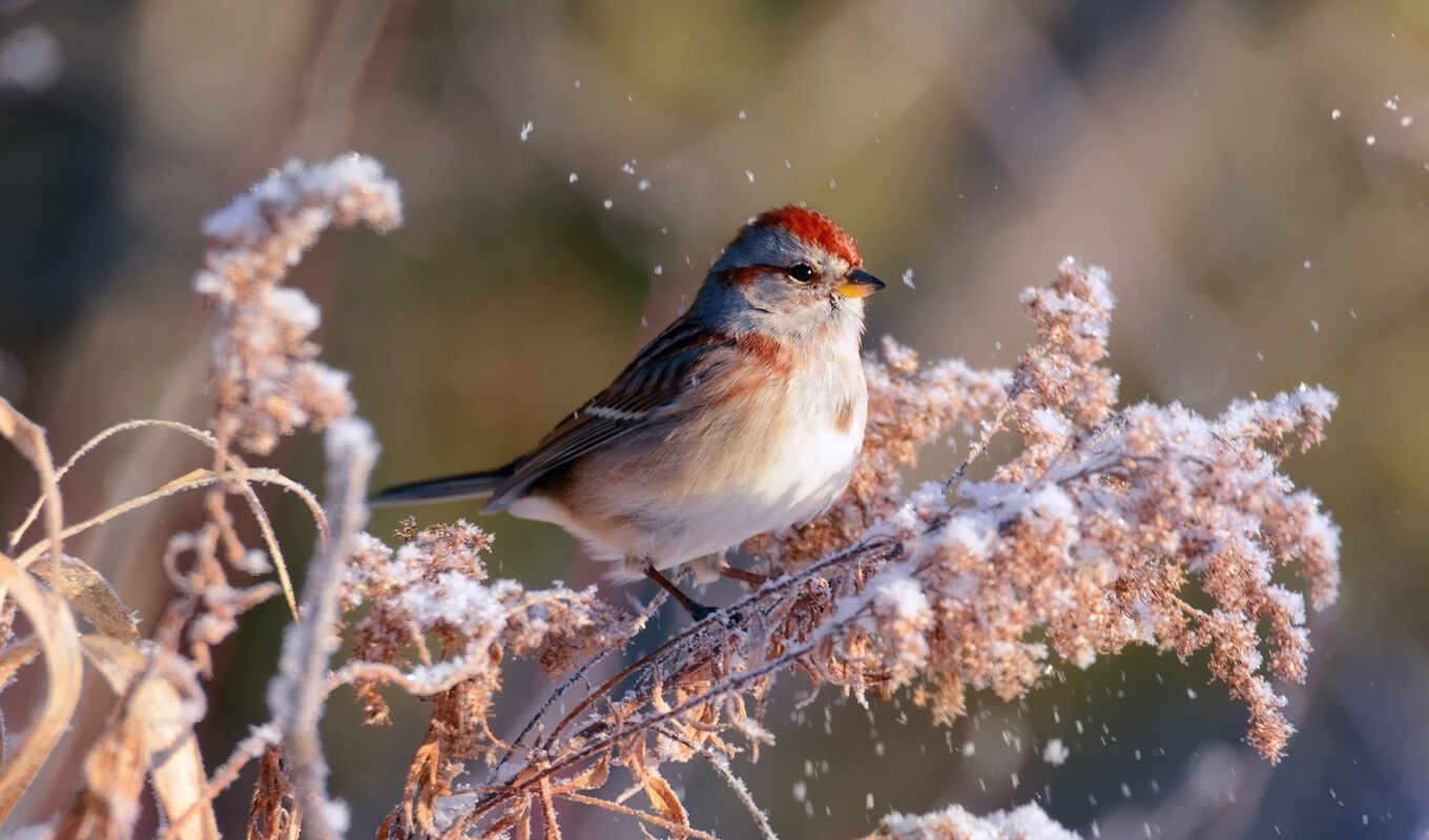 snow, winter, bird, branch, animal, plant, redpoll