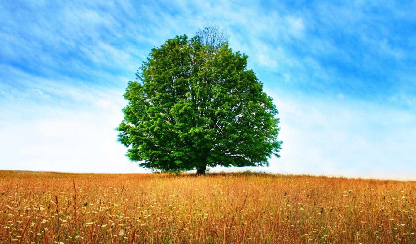 nature, tree, field, landscape