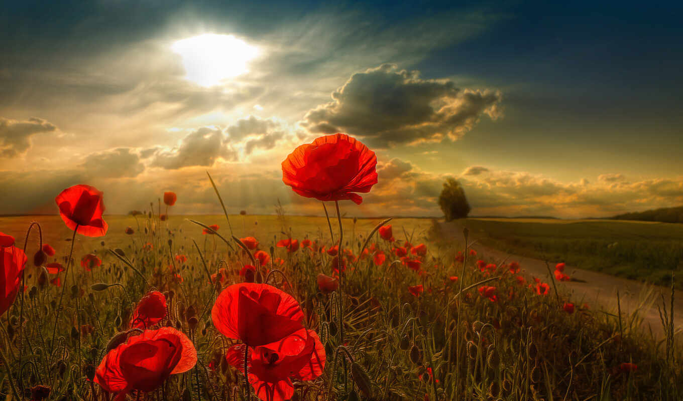 flowers, Red, field, poppies, high-quality