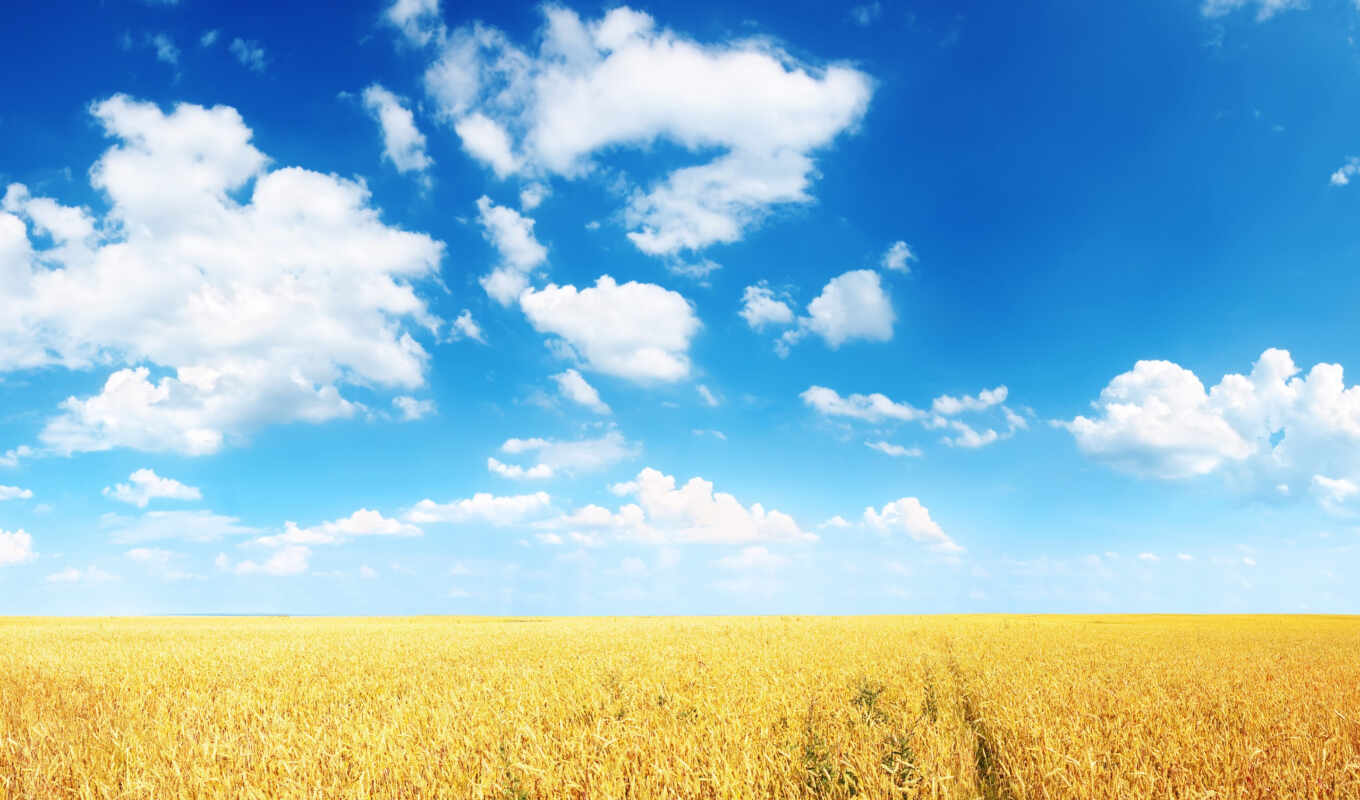 небо, fone, неба, поле, пшеницы, plain, пшеница, колосья, oblaka, нива