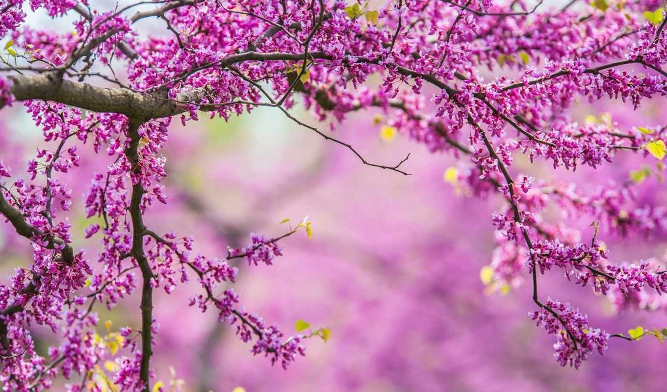 природа, дерево, красивые, весна, cvety, ветки, весной