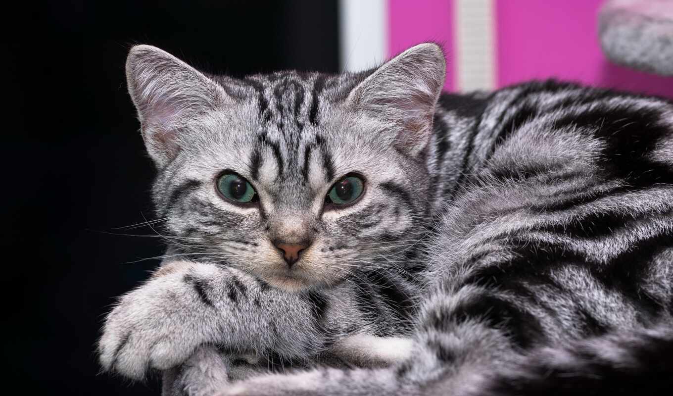 кот, british, использование, котенок, короткошерстный, pet, public, marble, domain