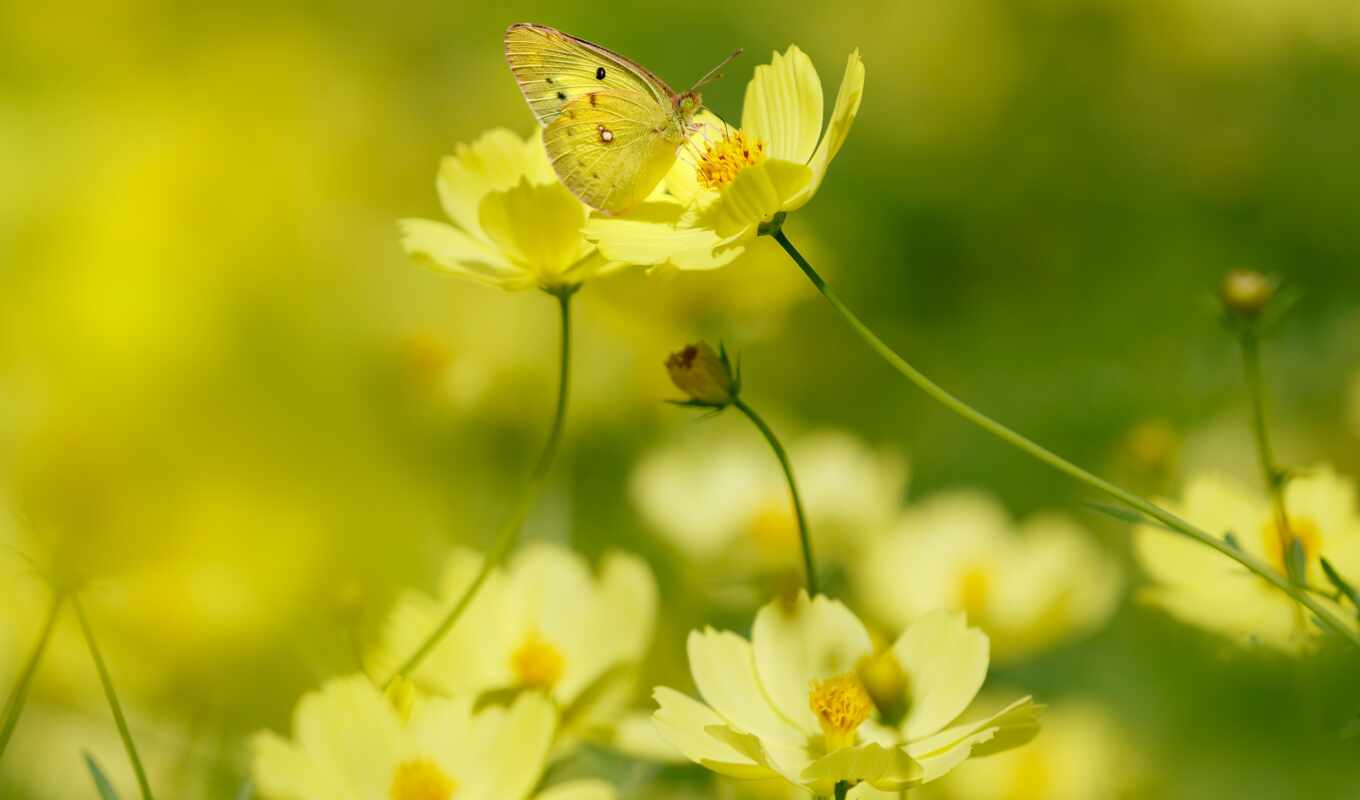flowers, summer, light, butterfly, morning, side, yellow, takeoff, makryi