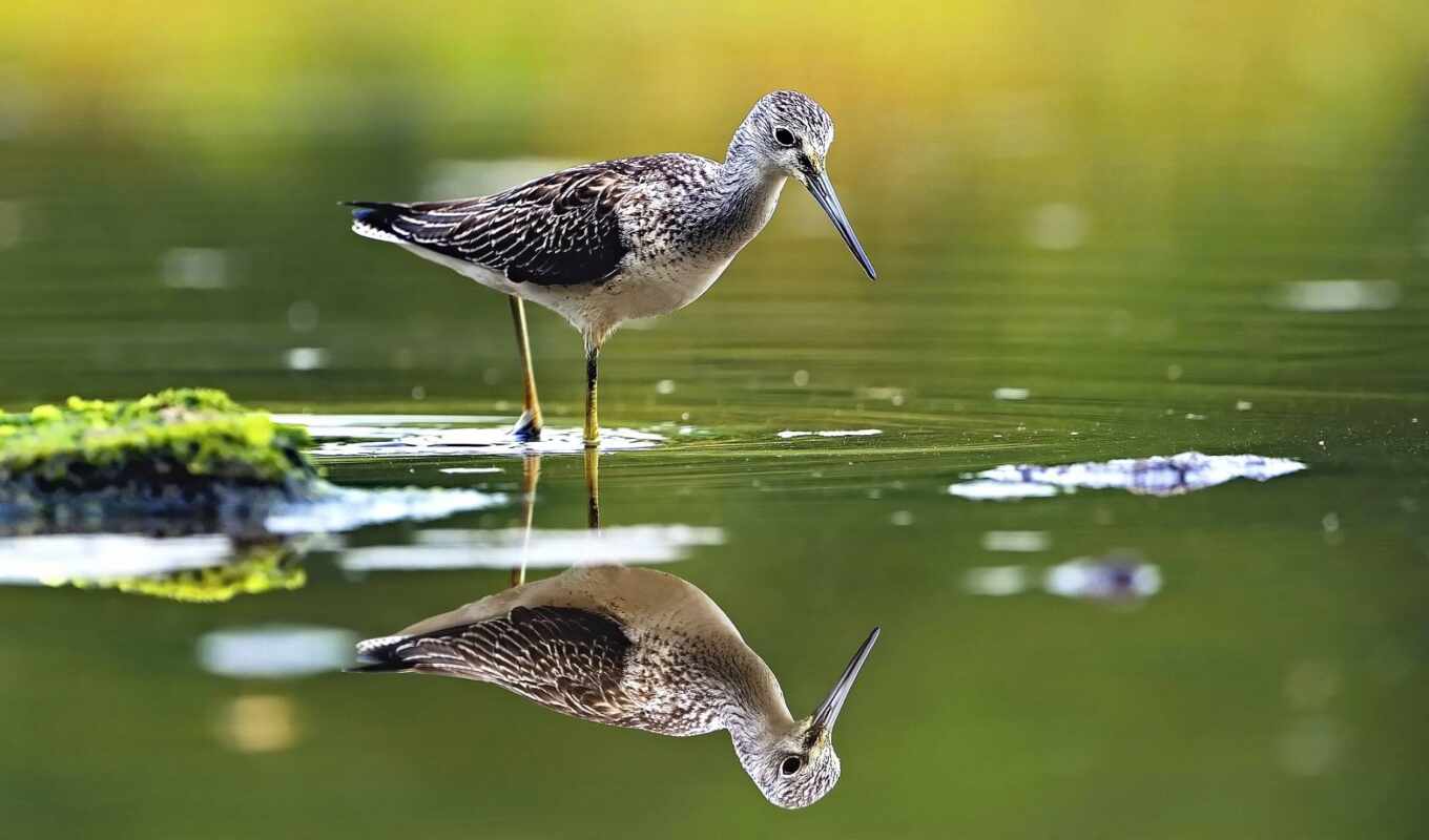 water, bird, reflection