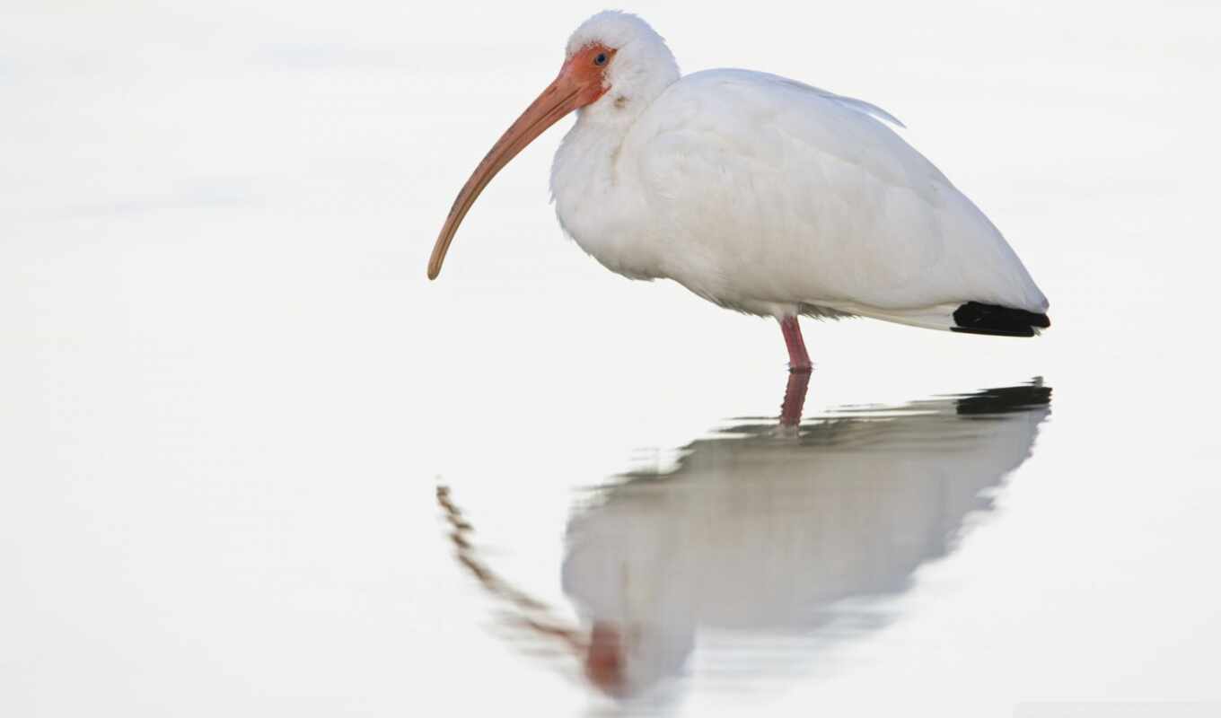white, bird, ibis