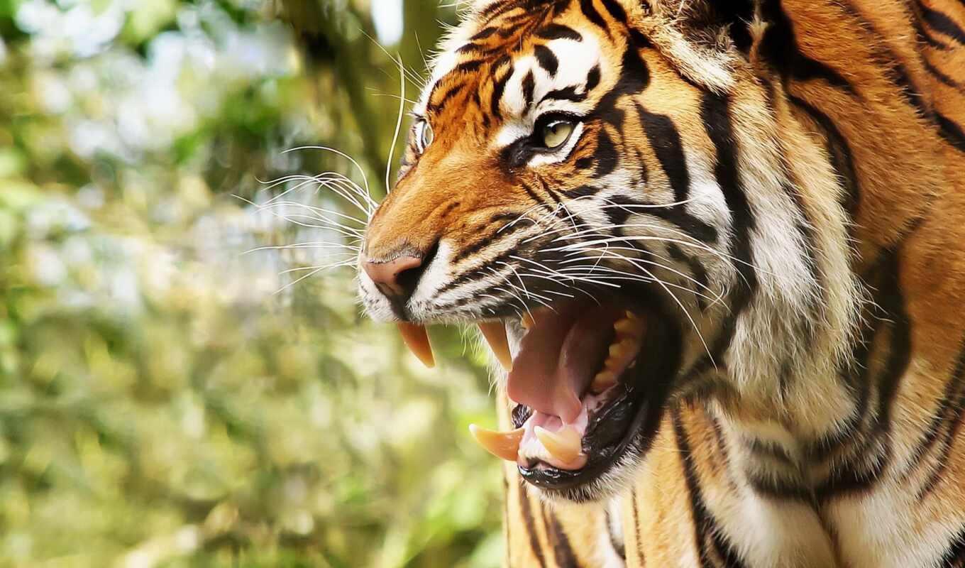 eyes, cat, big, animals, tiger, animal, anger, tooth