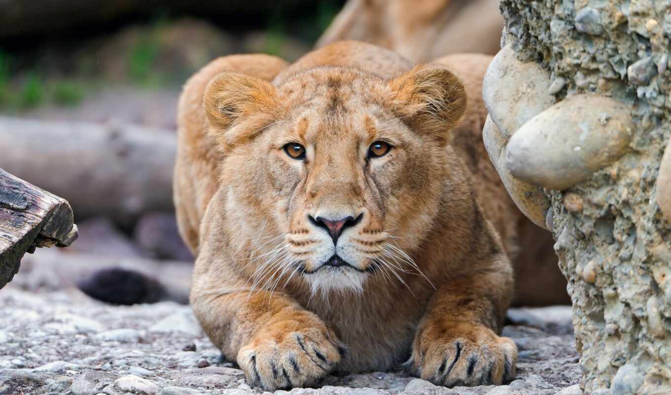 lion, кот, und, fotos, хищник, bilder, львица, lwe
