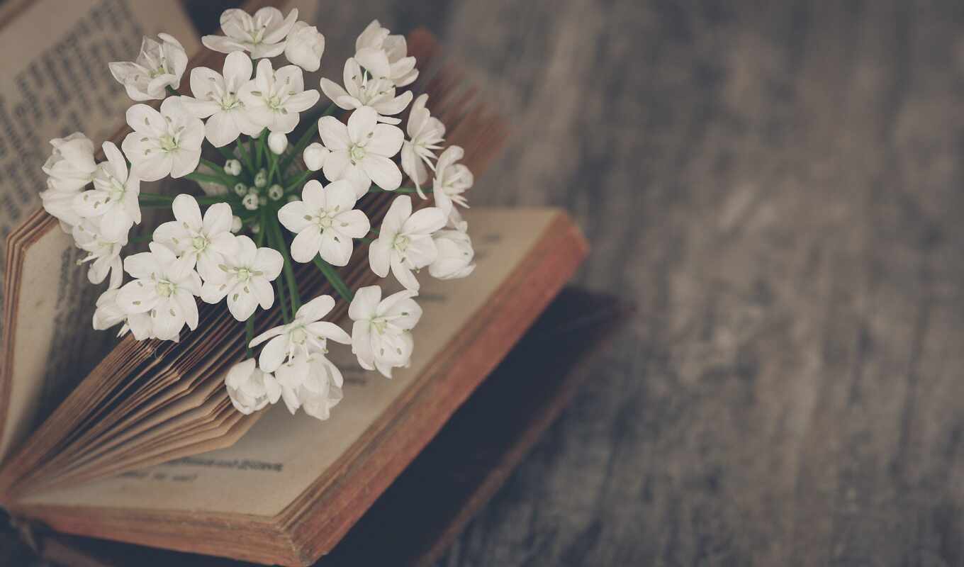flowers, white, book, petals, for the first time, still, spring, mood, object, jasmine, broke