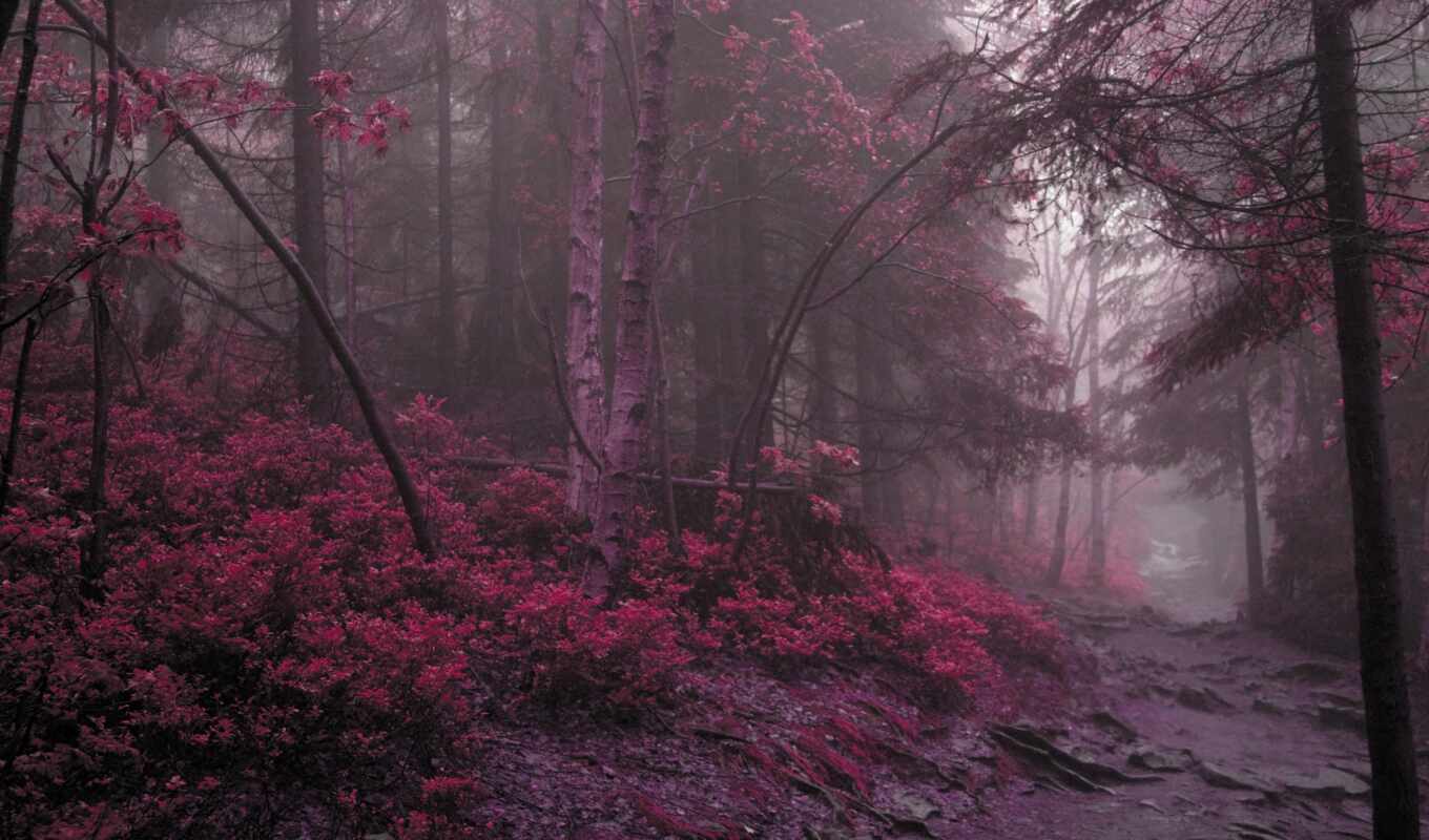 red, лес, осень, красивый, туман, дорогой, хмурый, дремучий