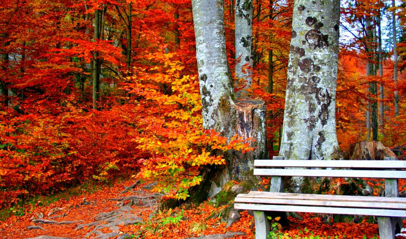 tree, autumn, bench, eldorado, parok, borem