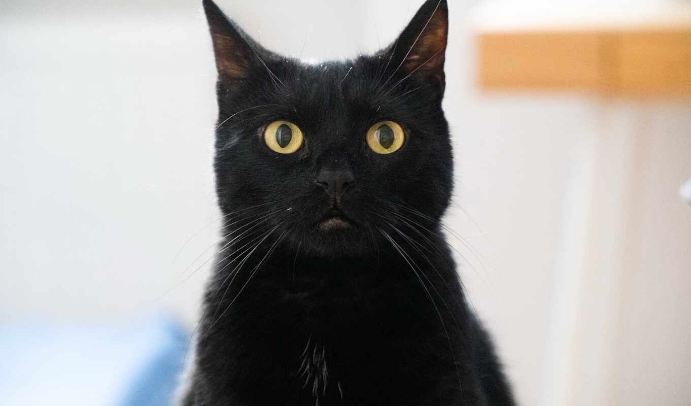 black, глаз, кот, animal, negro, con, yellow, gato, pixabay