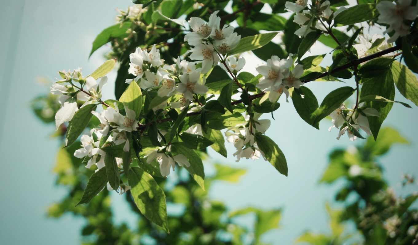 nature, flowers, white, tree, petals, branch, plant, seed, leaf, jasmine