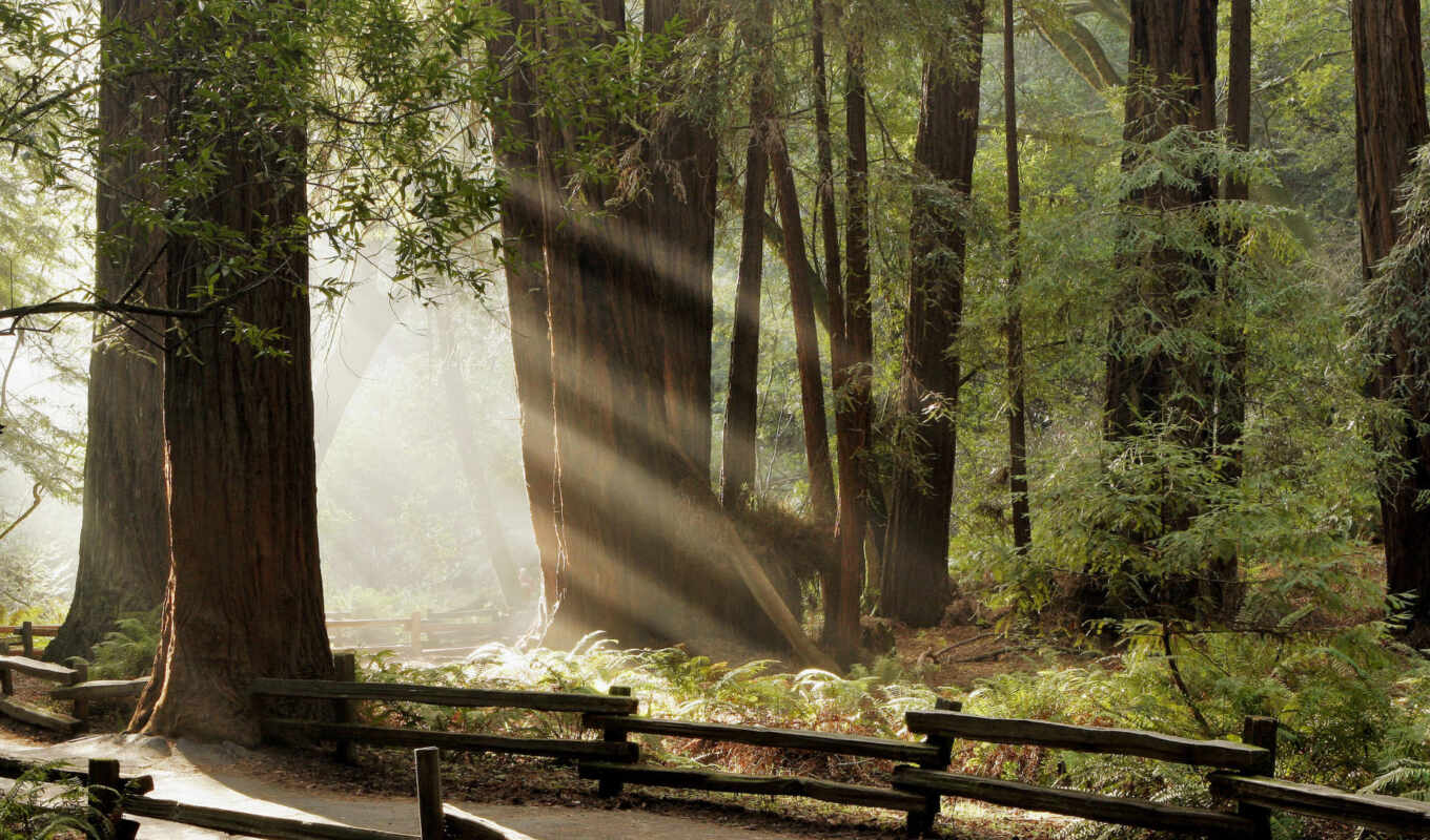 forest, road, nature, forest,  nh, đẹp, embroidery, rays, pre-screen, path, fence, tree, muir