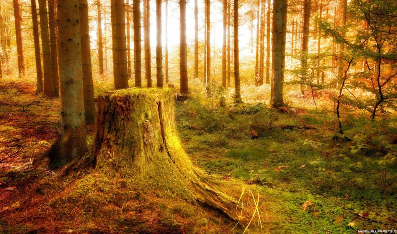 forest, autumn, stump, rays