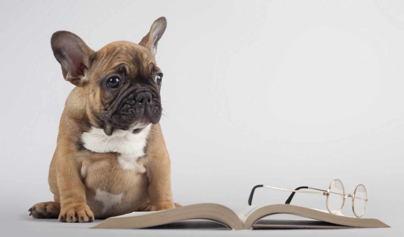 book, dog, glasses, Labrador, friend