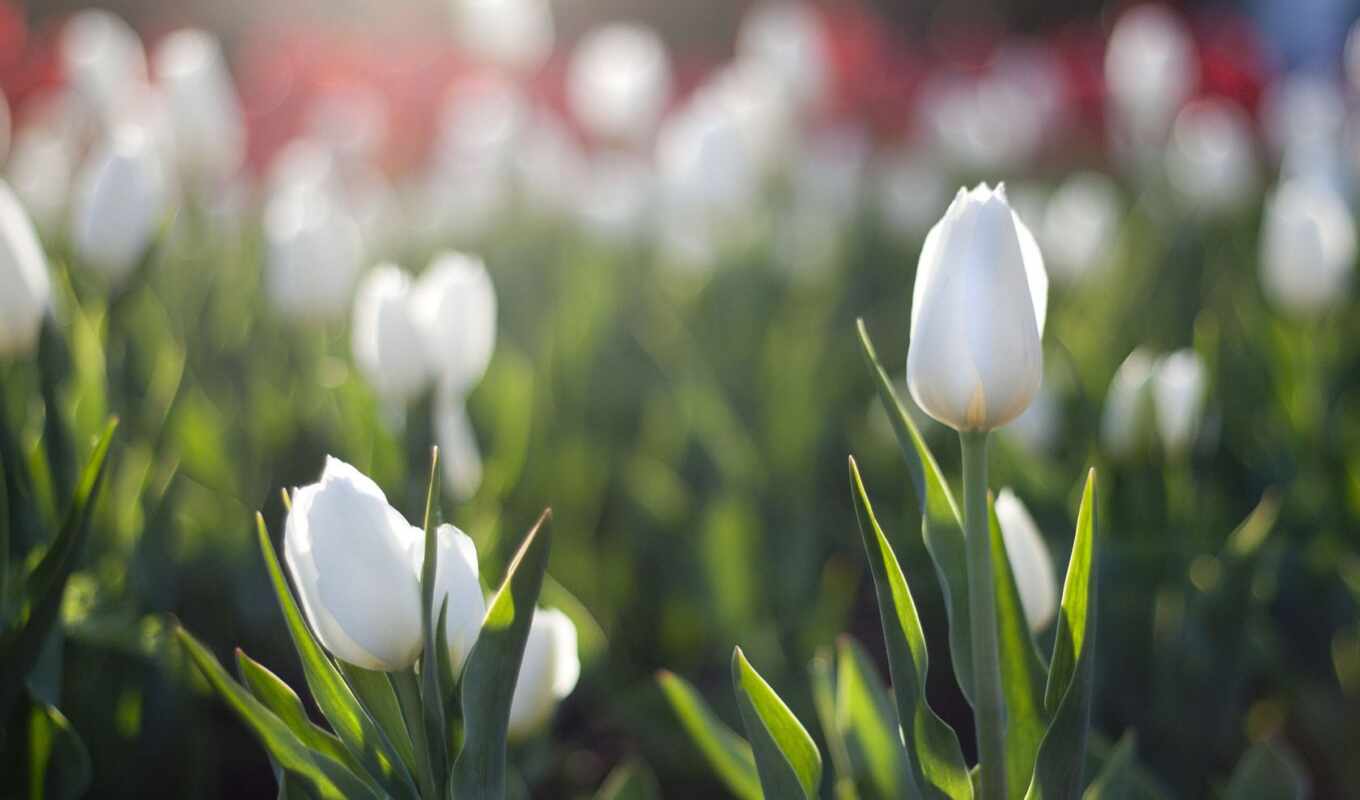 white, sun, spring, tulips, flare, flowerbed