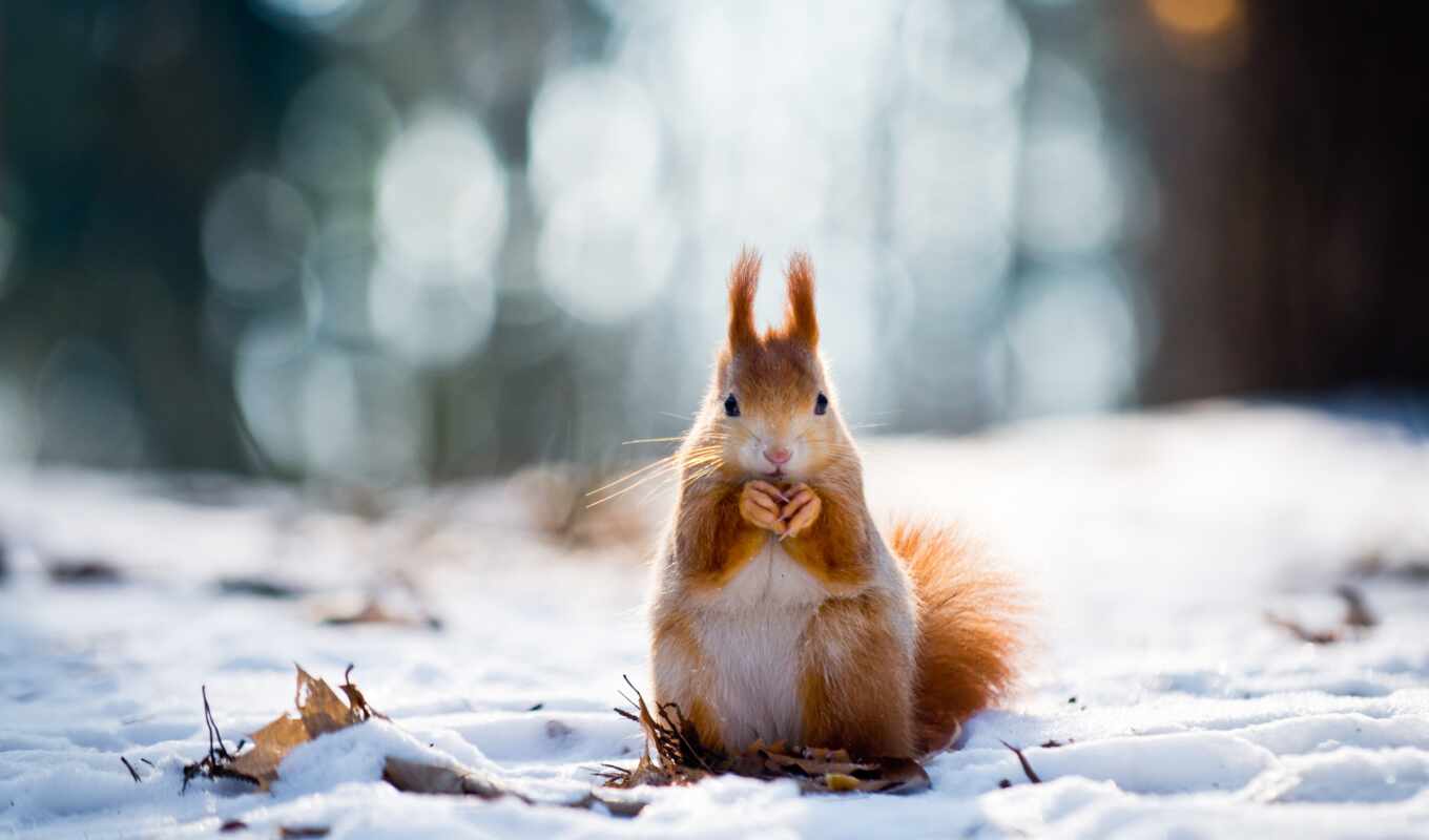 desktop, winter, wild, foto, natur, für, wald, tiere, schnee, hintergrundbild, eichhörnchen