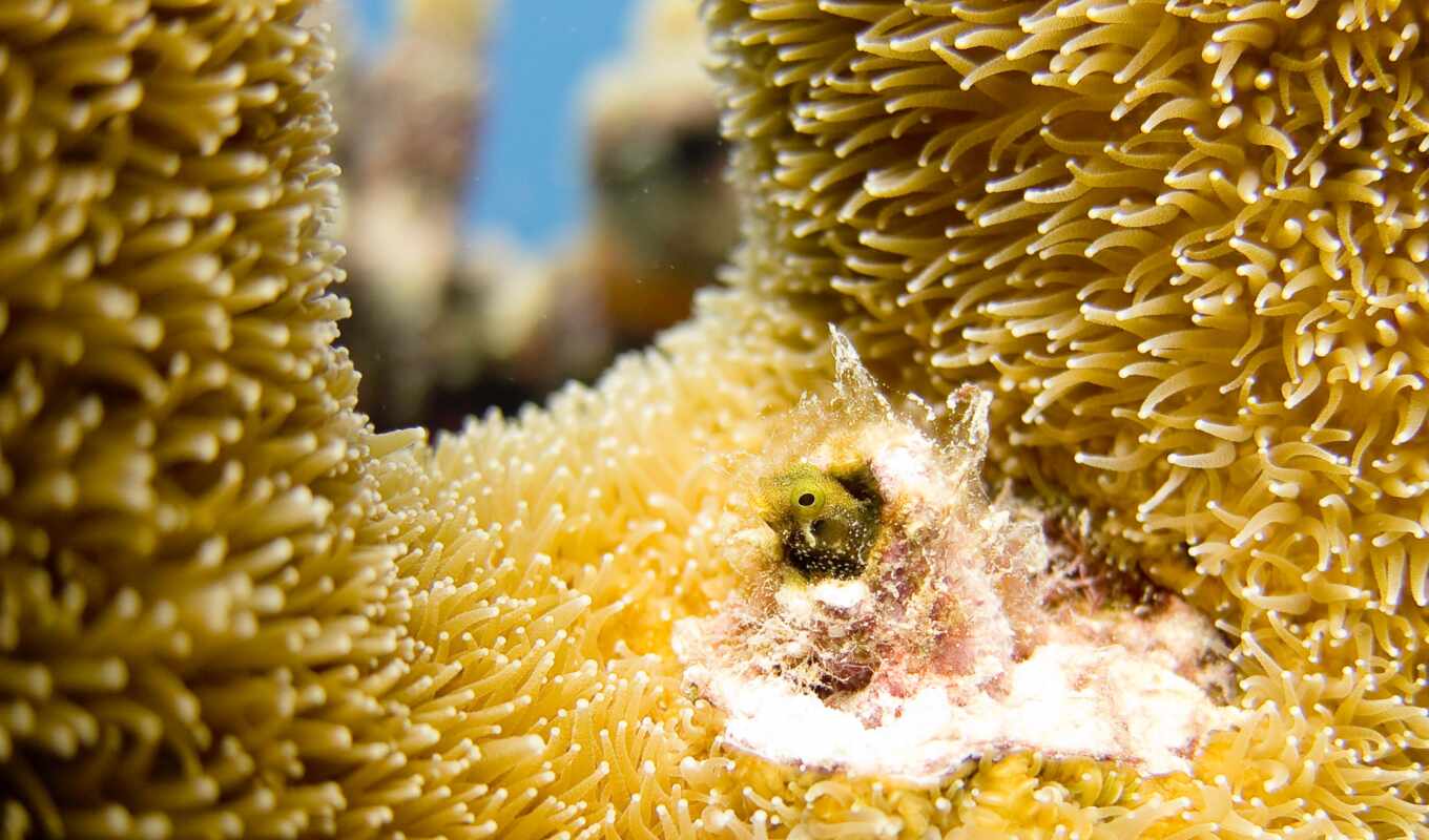 sea, ocean, reef, sponge, pollen, organism, coral reef, invertebrate, anemone, coral, marineinvertebrates, anemone