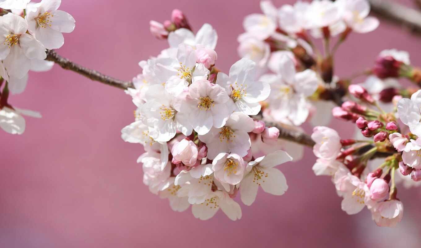 цветы, лепестки, Сакура, japanese, cherry, розовый, весна, лепесток, сакур