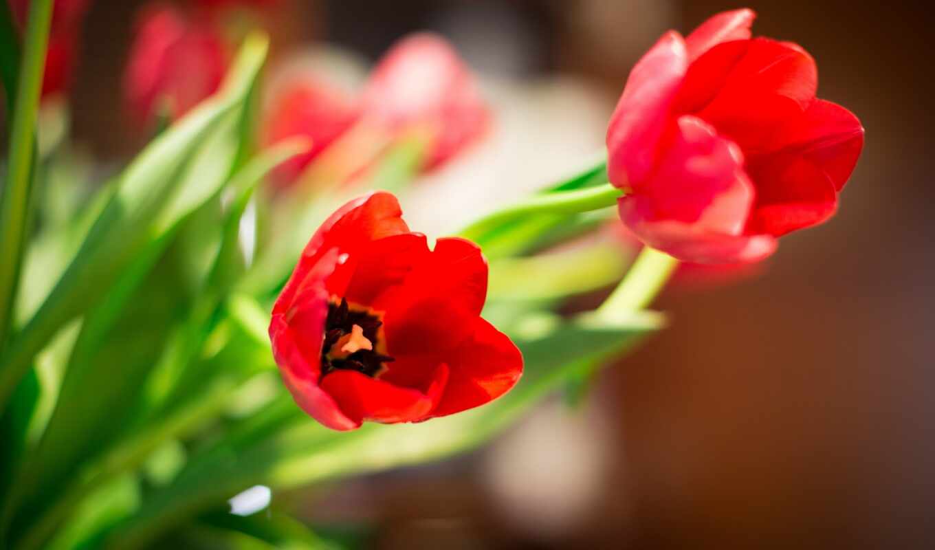 flowers, category, red, quality, bird, a parrot, tulip, ultimate, event