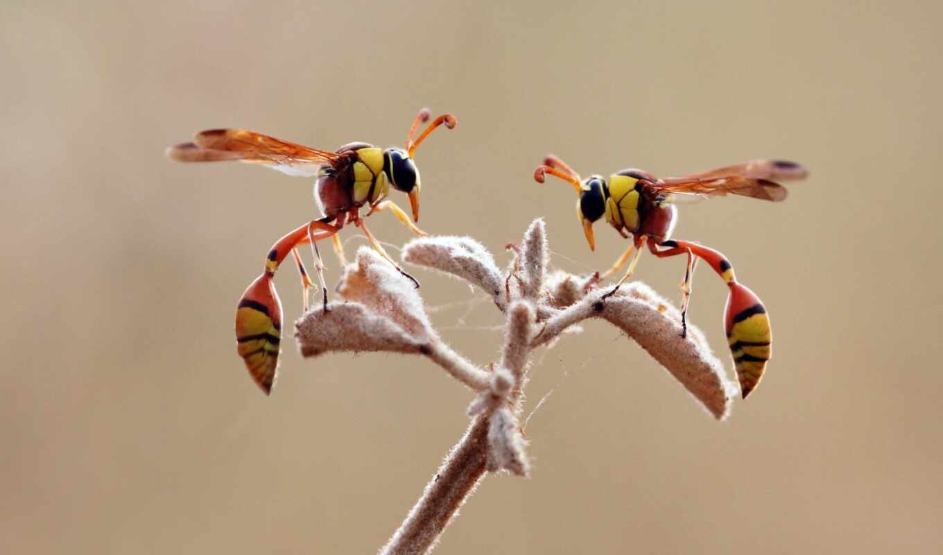 branch, insect, wing, foot, wasp, makryi