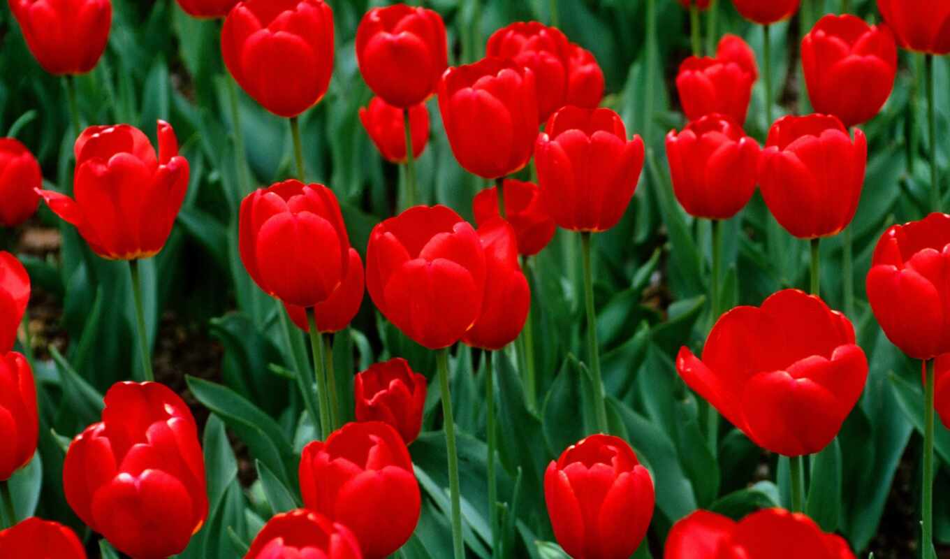 flowers, red, tulip, perennial