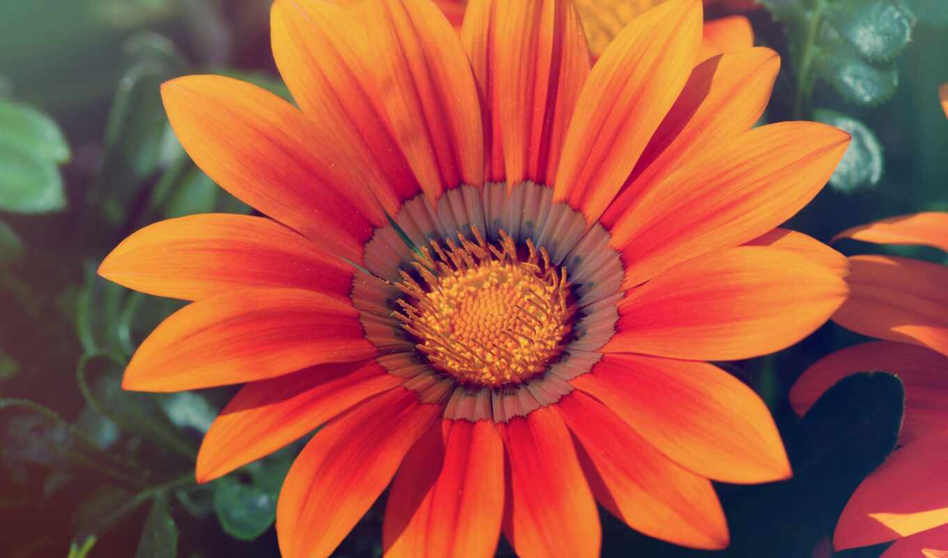 petals, flower, orange
