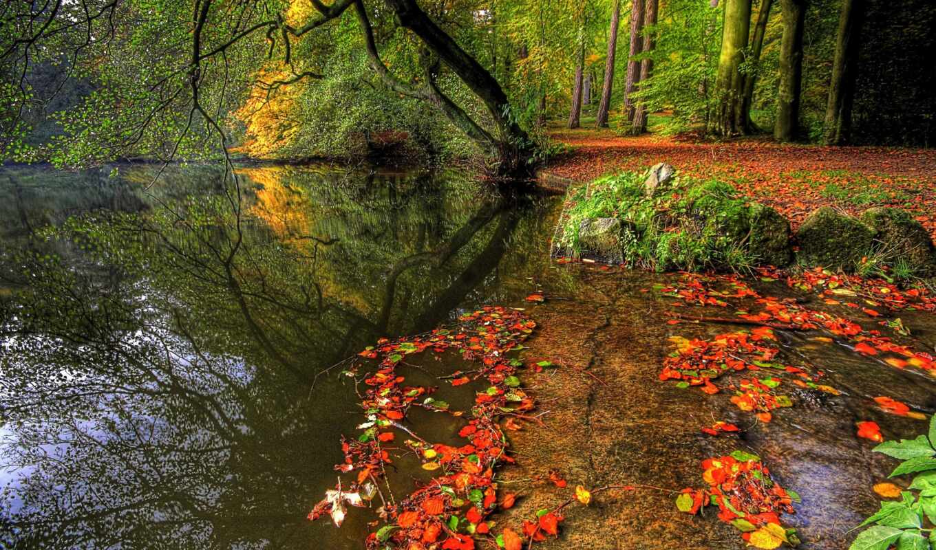 природа, осень, листва, пруд, park, trees