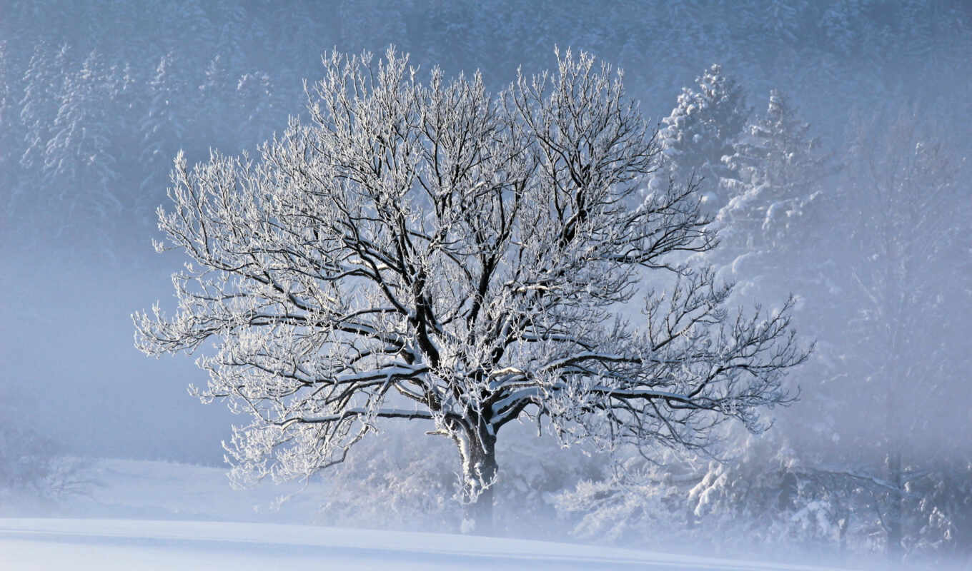 природа, дерево, снег, красивые, winter, trees, wood, blizzard, зимой