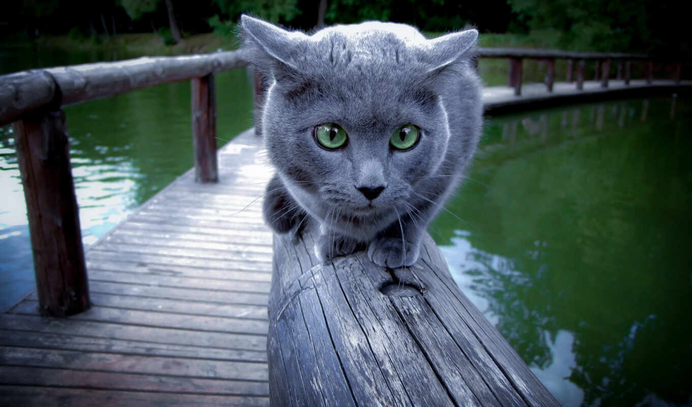 cat, river, sit, railings, spread