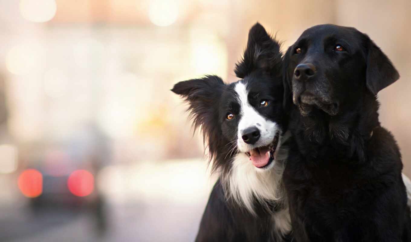 black, white, cute, собака, dogs, animal, border, колли