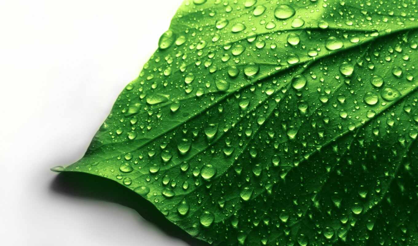 drop, white, лист, зелёный, water, poppy, makryi