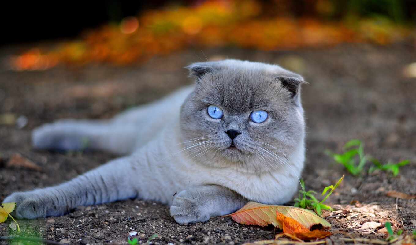 blue, eye, gray, cat, scottish, lop - eared, because
