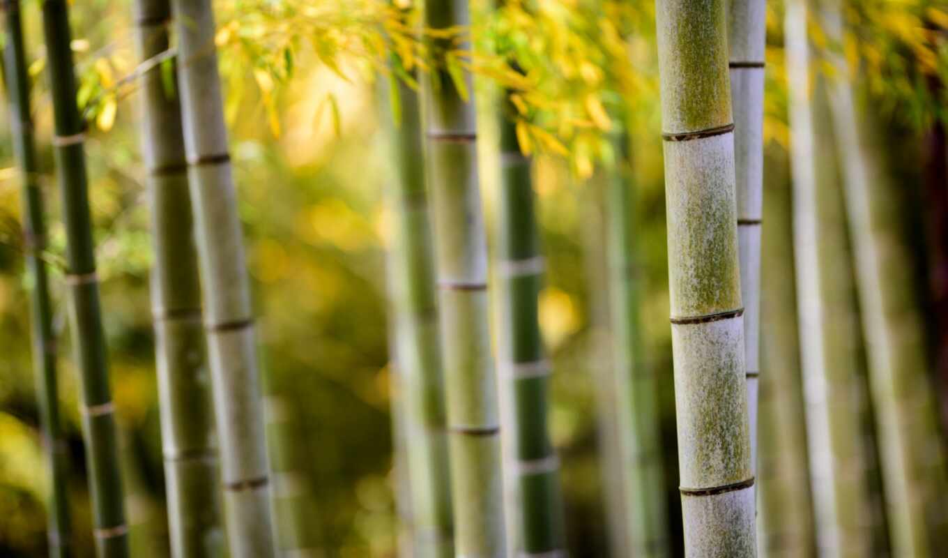 природа, бамбук