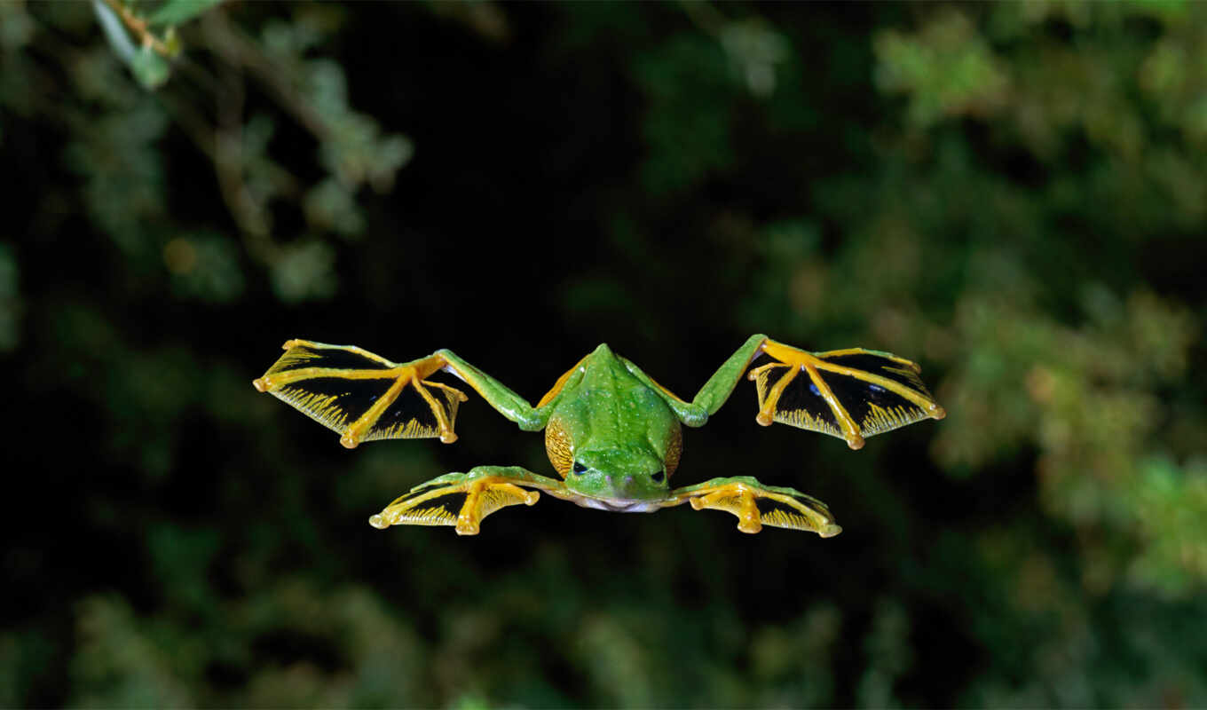 frog, fly