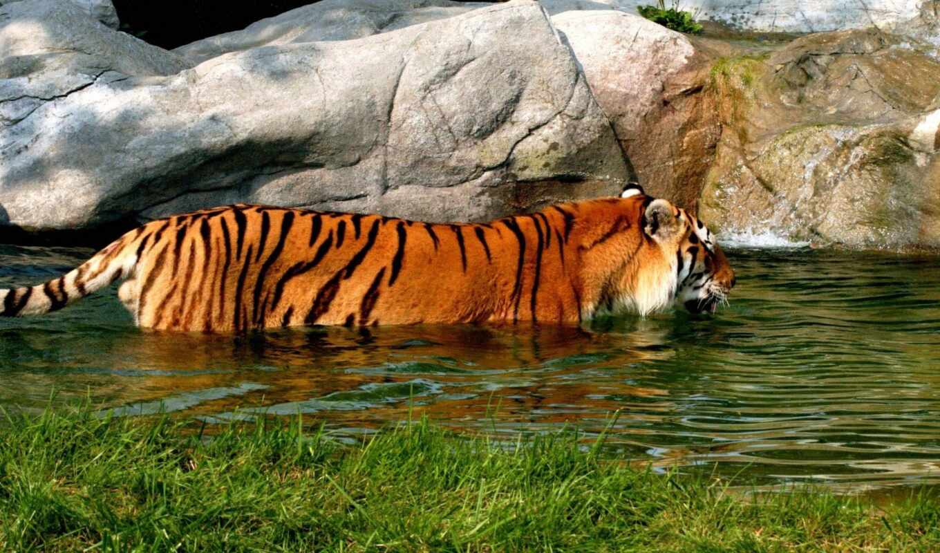 water, кот, тигр, animal, peakpxpage