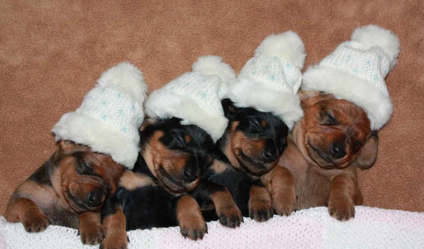 hat, cute, dog, puppy