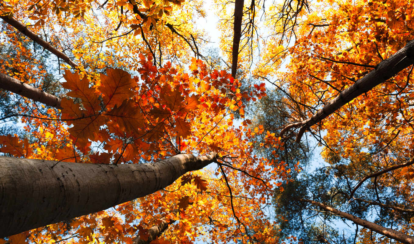 природа, страница, осень, листва, осенние, trees