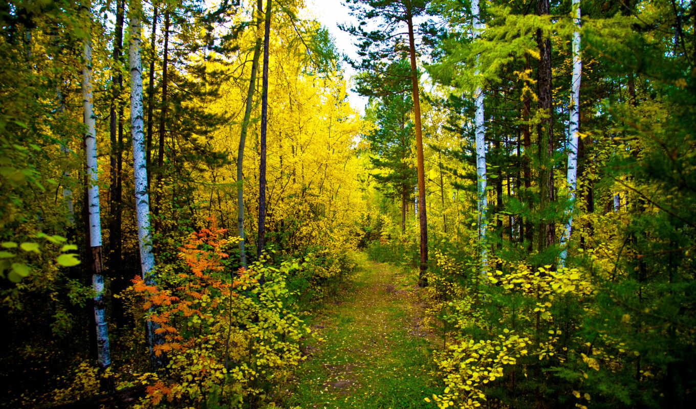 природа, лес, осень, trail