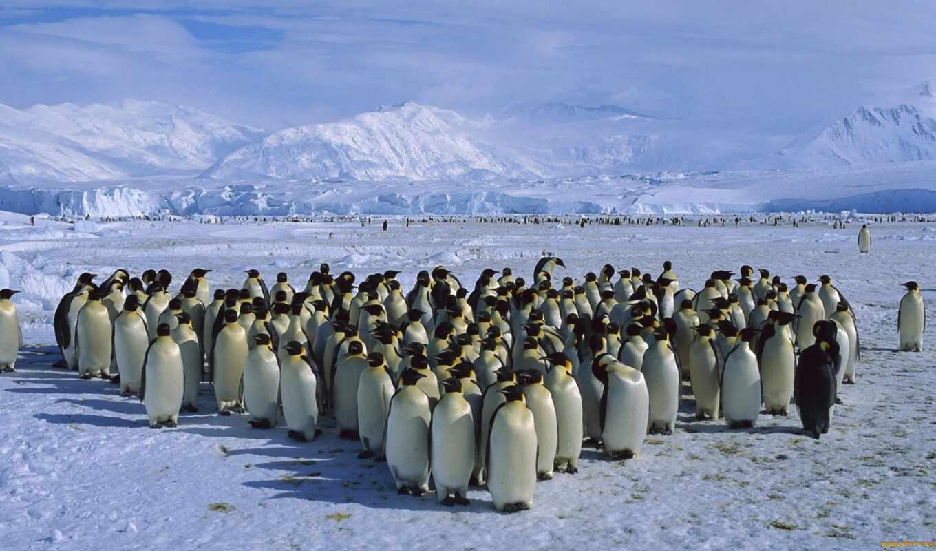 интересные, яndex, пингвины, пингвин, пингвинов, антарктиду, антарктиде, антарктида, пингвинам, антарктики
